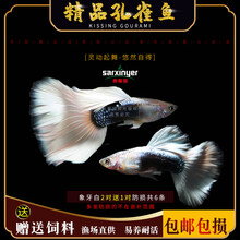 京兴宠具孔雀鱼灯科鱼冷水热带淡水清道夫锦鲤金鱼观赏鱼活体 杂袍孔雀鱼 象牙白2对送1对防损共6条