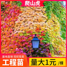 爬山虎苗三叶五叶爬藤植物四季爬墙虎树苗室内外盆栽地栽户外藤蔓 5年苗【五叶】5株装/包成活 不含盆