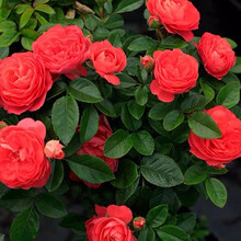 【魔女妖妖】四季开灌木月季特大花浓香果汁阳台庭院花卉植物盆栽蔷薇玫瑰花苗好养活 随机两颗大苗【可备注】 不含盆