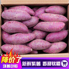 【香甜粉糯】沙地紫薯新鲜现挖番薯蔬菜5斤10斤地瓜 净重5斤大果