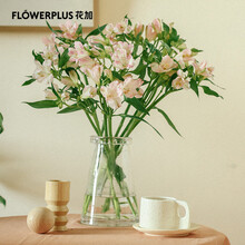 FlowerPlus花加 预售水养花束花材云南产地直发办公室装饰鲜花速递 六出花10枝，颜色随机