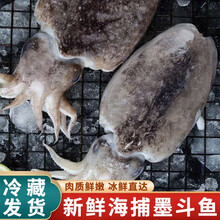 【冷藏发货】新鲜墨鱼鲜冻鲜活大墨鱼超大鲜墨斗鱼 米金船卡 3斤装