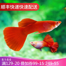 鱼官儿 孔雀鱼活体小型热带观赏鱼淡水鱼鱼缸造景凤尾鱼 血红孔雀鱼1对（3-4cm）