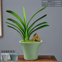 君子兰盆栽客厅办公盆景兰花绿植观花观叶植物花卉四季常青防辐射 陶釉君子兰（优选）