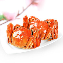 【活蟹】大闸蟹鲜活六月黄螃蟹公母蟹礼盒装海鲜水产蟹类 惟纳德 全母(2.3-2.8两)8只