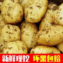 新鲜黄心土豆大马铃薯洋芋本地现挖蔬菜2/5/10斤 10斤超值装【净重9-9.5斤】 大果