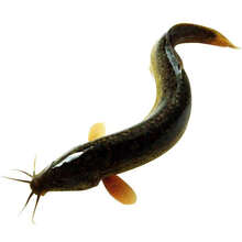 顺丰直达 微山湖泥鳅活体食用泥鳅现杀小青鳅 现杀小号泥鳅(30-40条) 二斤