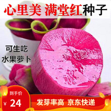 凤鸣雅世 东北雌性大红萝卜种籽大红萝卜种大红袍萝卜菜籽 心里美萝卜北京杂交满堂红萝卜种子秋季蔬菜种孑 北京满堂红心里美萝卜种子15克4袋优惠价