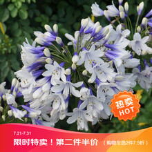 【虹越】2021年进口宿根   百子莲裸根苗 多年生宿根花卉 花园庭院花卉可盆栽花卉裸根苗 小旋风