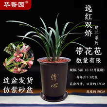 华香园绿植花卉 兰花苗【逸红双娇】 小国魂 建兰 幽香型 不带花苞 办公室内盆栽鲜花多肉耐阴绿植 逸红双娇5苗带盆栽好（棕色盆） 带花苞