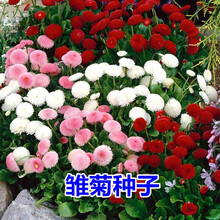 碧鼎 多年生雏菊花种子四季种易活耐寒矮生花卉种子马兰头花延命菊室外花籽庭院阳台盆栽花卉种籽秋季花草 雏菊 1千粒