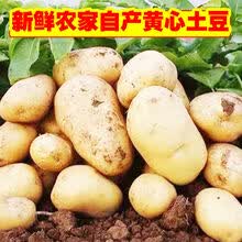 【黄心土豆】山东新鲜大土豆5/10斤批发蔬菜黄皮马铃薯地蛋 5斤净重 当天现挖土豆(50-150克重)