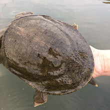 鲜活大甲鱼当天抓散养团鱼王八活体中华老鳖送礼 店长4斤:2只2斤