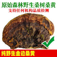 桑树桑黄中药灵芝250g西藏自治区长白山