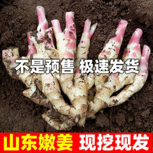 2021年新嫩姜仔姜子姜新鲜姜芽山东红芽生姜黄姜批发糖醋泡姜蔬菜 嫩姜3斤精选装(强烈)