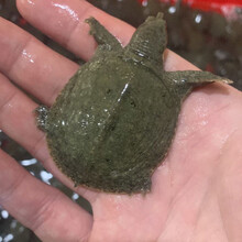 公雄大甲鱼鲜活活体食用团鱼海鲜鲜活王八中华鳖营养老鳖 诺斯食美 100只 甲鱼苗(公母对半)