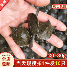 10只装 甲鱼苗活体20-30g 鲜活到家养殖甲鱼苗外塘 死亡包赔 活体小鳖苗王八苗 中华鳖鲜活苗 20g-30g