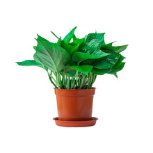 绿萝盆栽植物花卉水培盆景观花绿植室内绿箩 11cm绿萝1盆 带盆栽好