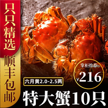 六月黄大闸蟹8-16只【包活-顺丰冷链】舔鲜生鲜螃蟹活体实物河湖蟹清水大闸蟹 【只只带黄】8只装(2.0-2.5两)