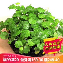 真水草活体坨草 鱼缸水草泥 活水草 小鱼缸造景 鱼缸水草 活体水草 鱼缸造景 懒人水草 鱼缸造景套餐 天湖葵坨草 1坨