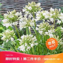 【虹越】2021年进口宿根   百子莲裸根苗 多年生宿根花卉 花园庭院花卉可盆栽花卉裸根苗 极地冰云