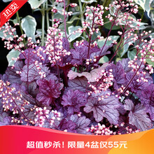 【虹越】花园变色植物 矾根盆栽苗 花园庭院耐寒宿根草本植物 花园庭院变色观赏植物 上海 120#