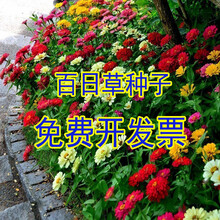 【正常发货】室外草花种子花庭院花种籽子四季开花百日草花卉植物花籽夏季花草骏楷园林 百日草混色2000粒