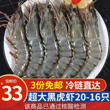 知鱼乐处 【核酸已检测】越南进口黑虎虾活冻20-16只 盒装新鲜速冻斑节虾老虎虾烧烤生鲜海鲜食材大虾 黑虎虾