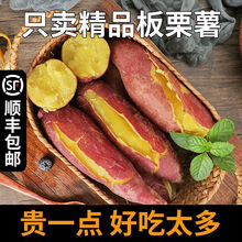 【顺丰】新鲜蜜薯农家板栗薯山东黄心地瓜糖心小番薯沙地红薯 5斤严选黄心板栗薯【粉糯香甜】