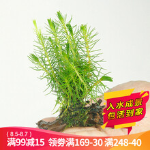 云峰海瑞 水草活体鱼缸造景套餐用品水榕水族箱装饰鱼缸种子沉木活水草 南极杉沉木单头（金鱼冷水鱼不吃的水草）