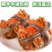 【活蟹】大闸蟹鲜活活体螃蟹现货六月黄公母海鲜水产蟹类 安德兰 【2.0-1.5两 20只】只只有黄