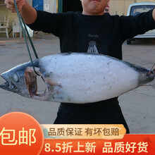 金枪鱼新鲜整条16-20斤南方蓝旗大目刺身去鳃去脏海鲜冷冻黄旗鱼 金枪鱼整条16-20斤