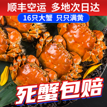 【活蟹】觅味鲜大闸蟹26只3.5-3.0两六月黄新鲜大蟹螃蟹鲜活生鲜湖蟹现货河蟹配礼盒3 【12只】六月黄2.8-2.3两