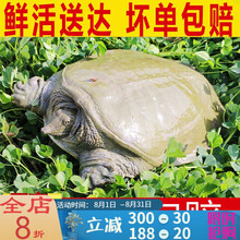 大甲鱼鲜活食用鲜活鳖批发营养老鳖 足3斤【整箱】内3只 划算