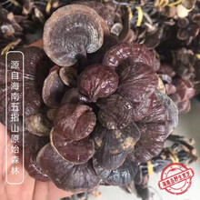 海南五指山纯野生竹灵芝  深山竹灵芝整枝灵芝500g滋补野生野灵芝