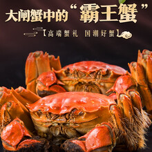 【活蟹去绳净重】宿有千香大闸蟹洪泽湖六月黄大闸蟹生鲜现货鲜活螃蟹礼盒生鲜骆马湖河蟹实物6月黄促销 6月黄（1.4-1.6两）12只