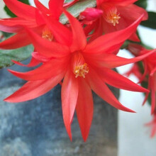 进口蟹爪兰大苗带根发货盆栽蟹爪兰花苗蟹爪兰盆景蟹爪花兰（四颗起发货，一颗不发） 红太阳z4 不含盆