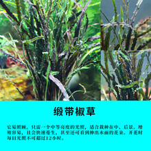 竹节草虾缸躲避草中后景草虾缸阴性草印度小竹节草水草缎带椒草 缎带椒草1份10棵