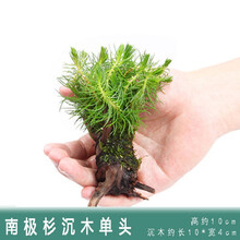 [店铺推荐]鱼缸造景水草活体淡水植物种子懒人装饰套餐水榕沉木造景阴性 南极杉+沉木单头
