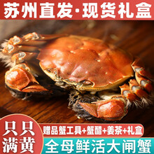 【活蟹】阳澄东湖 大闸蟹 鲜活螃蟹六月黄现货海鲜水产生鲜蟹类礼盒 全母蟹3.5-3.8两 10只