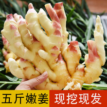 悠妃 鲜姜嫩姜生姜新鲜现挖现发山东红芽姜糖醋泡姜仔姜子姜1/3/5/9斤 1500g