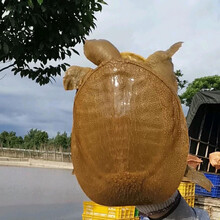 甲鱼活体团鱼生鲜水产龟王八散养 合计2斤装 整箱