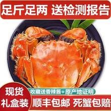 【活蟹】蟹品煌大闸蟹现货 大蟹 鲜活特大蟹 六月黄大闸蟹超大活蟹螃蟹全公母活鲜生鲜实物 水产礼盒装 特大蟹 3.1-3.4两 8只