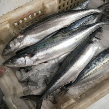 顺丰发货  青岛大鲅鱼新鲜冷冻马鲛鱼鲜活咸鲐鲅鱼5斤  欧林醉尔 中号5斤 6-8两/条【8-9条】