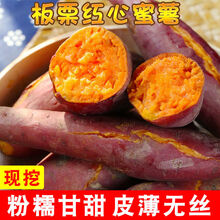 【粉糯超甜】新鲜现挖糖心红薯沙地红心蜜薯3/5/10斤农家山芋番薯 中果(净重5斤)