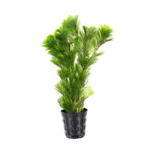 美人雾 水草活体懒人草鱼缸造景有茎类水榕中后景真水草小鱼缸造景 绿菊（5只一组） 