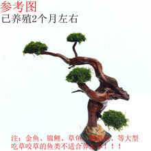 唐宠 水草鱼缸造景活体莫斯树沉木水族箱造景鱼缸装饰品水草缸造景 成品高29-32cm四头