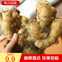 帆儿庄园  生姜老姜批发生鲜姜干净无土风新鲜大黄姜新鲜蔬菜 2斤老姜