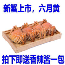 清水红膏大闸蟹公4.2母3.2鲜活现货螃蟹特大全母蟹两湖蟹可全公 六月黄0.7-0.9两20只【发25只】