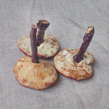 灵芝长白山赤灵芝切片纯龙芝紫灵芝片林芝灵芝茶 250g